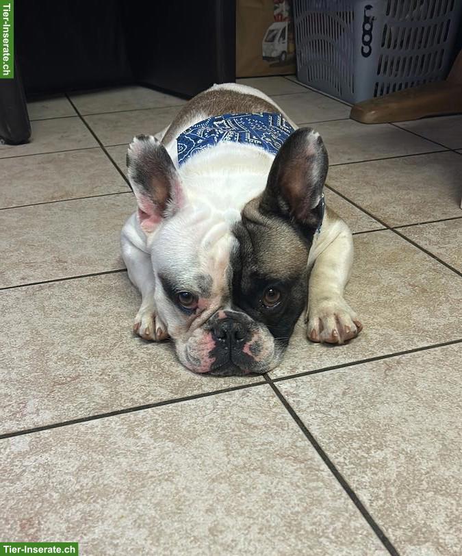 Französische Bulldogge Rüde sucht liebevolles Zuhause