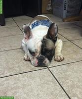 Französische Bulldogge Rüde sucht liebevolles Zuhause