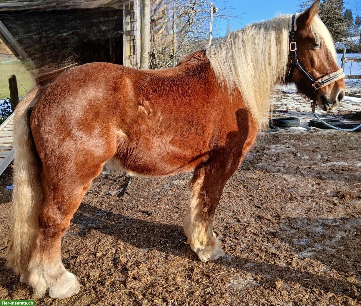 Schöner Comtois Wallach (französiches Kaltblut)