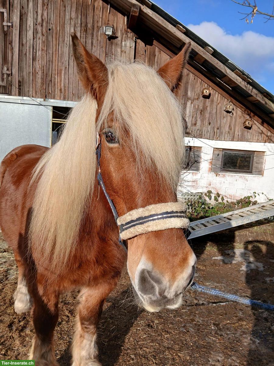 Bild 2: Schöner Comtois Wallach (französiches Kaltblut)