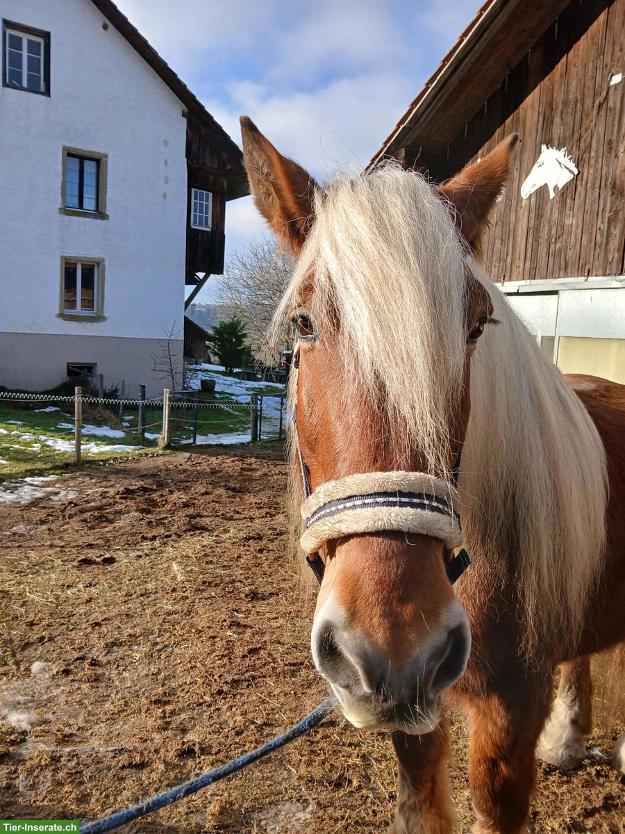 Bild 3: Schöner Comtois Wallach (französiches Kaltblut)