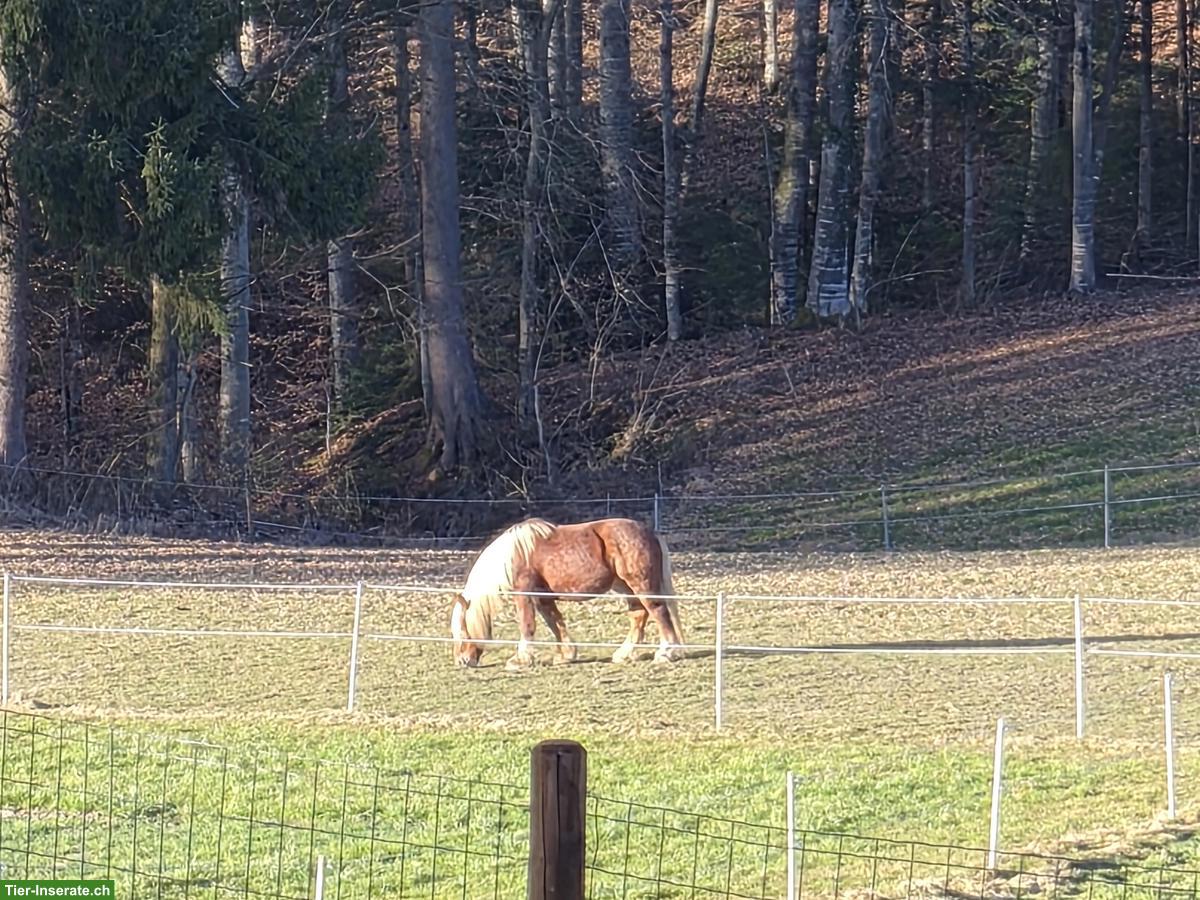 Bild 5: Schöner Comtois Wallach, französiches Kaltblut