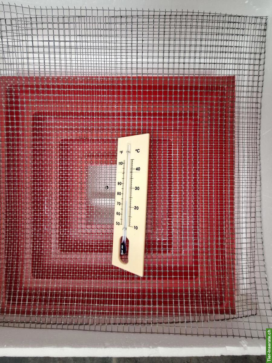 Bild 3: Brutmaschine / Inkubator Bruja Modell 400