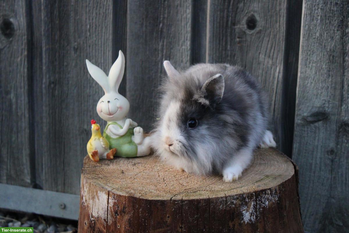 Zwergkaninchen suchen ein Zuhause