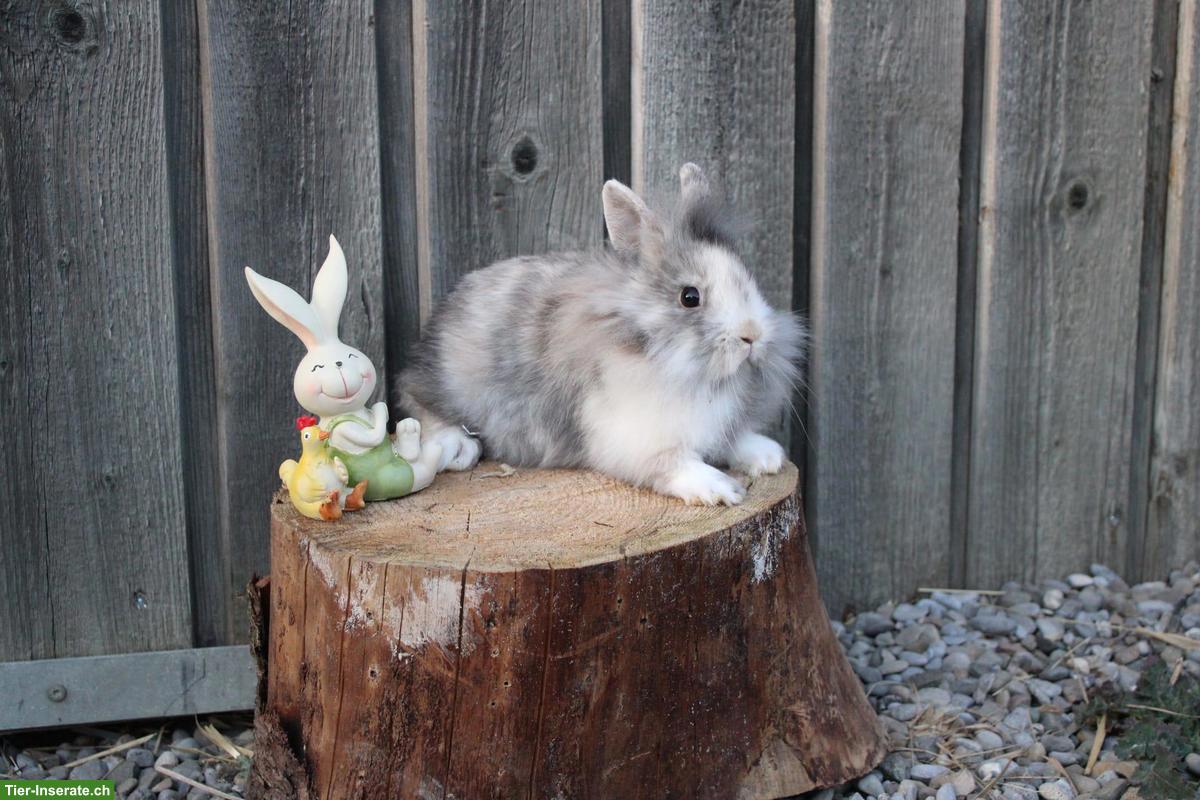 Bild 2: Zwergkaninchen suchen ein Zuhause