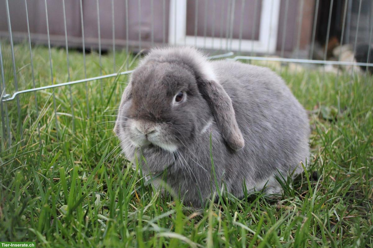 Bild 3: Zwergkaninchen suchen ein Zuhause