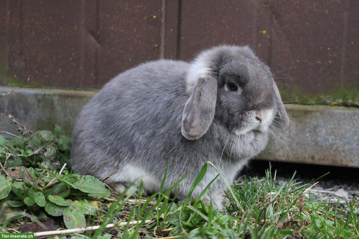 Bild 4: Zwergkaninchen suchen ein Zuhause