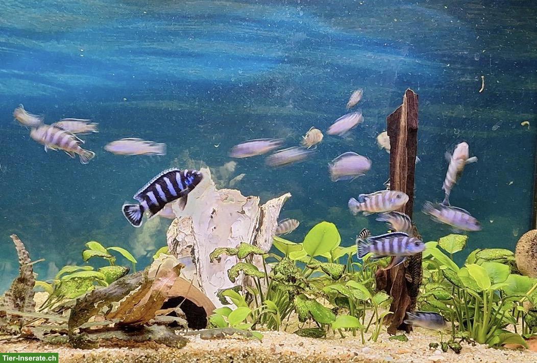 5 schöne Malawi Buntbarsche für artgerechtes Aquarium