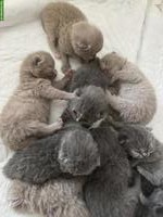 Reinrassige BKH Kitten suchen neue Zuhause