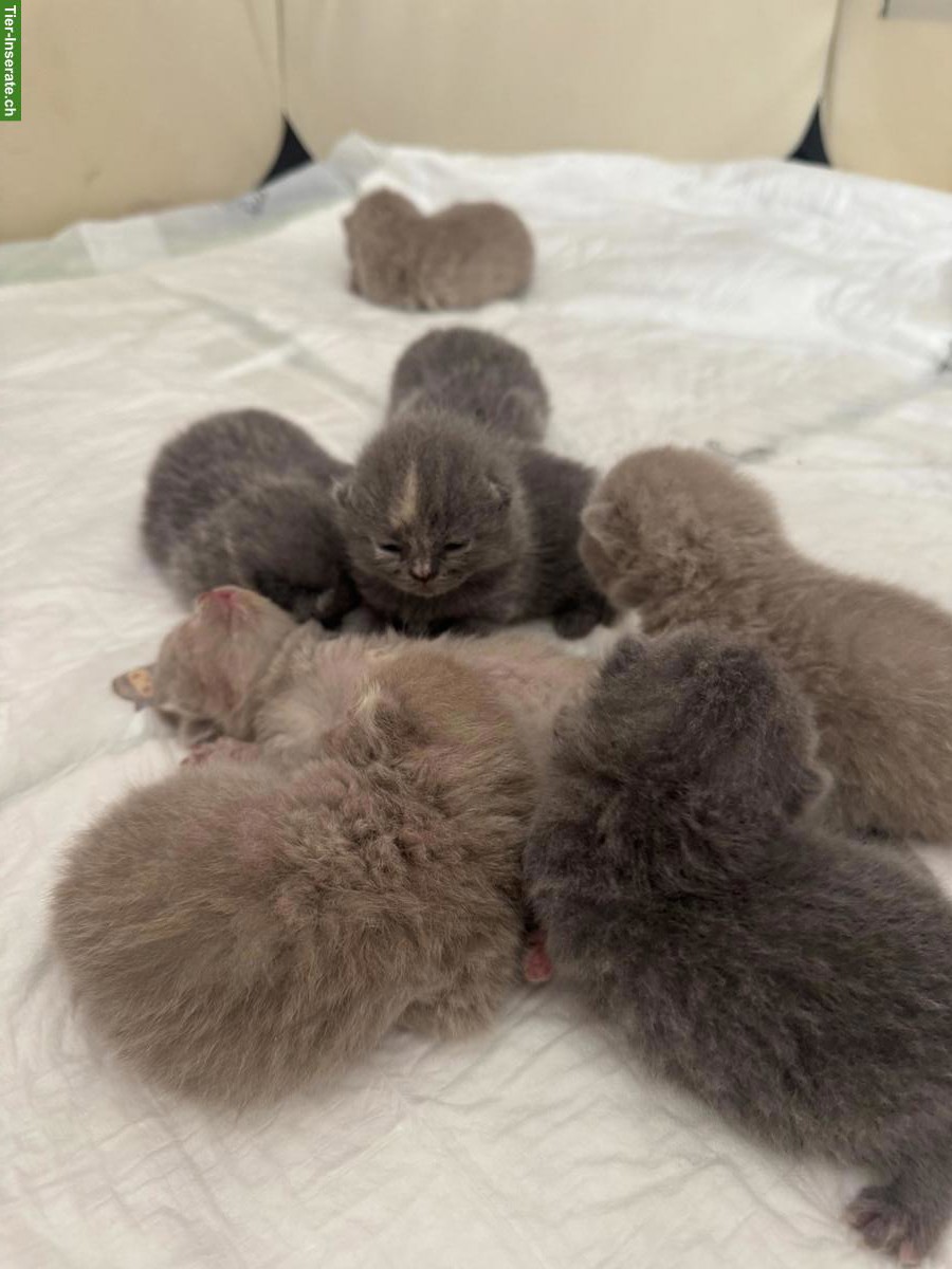 Bild 2: Reinrassige BKH Kitten suchen neue Zuhause