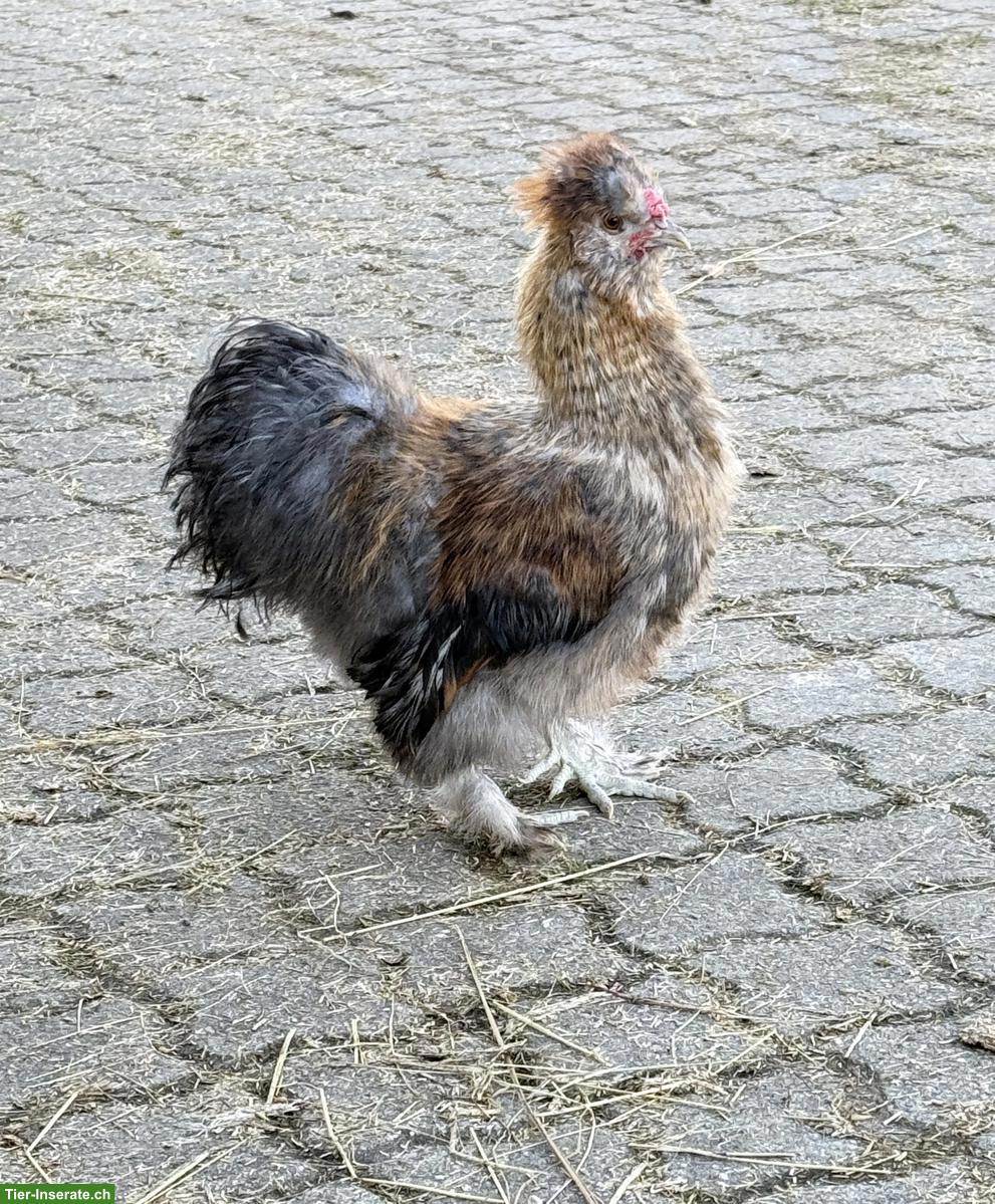 Zwergseidenhähne suchen Hühnerschar