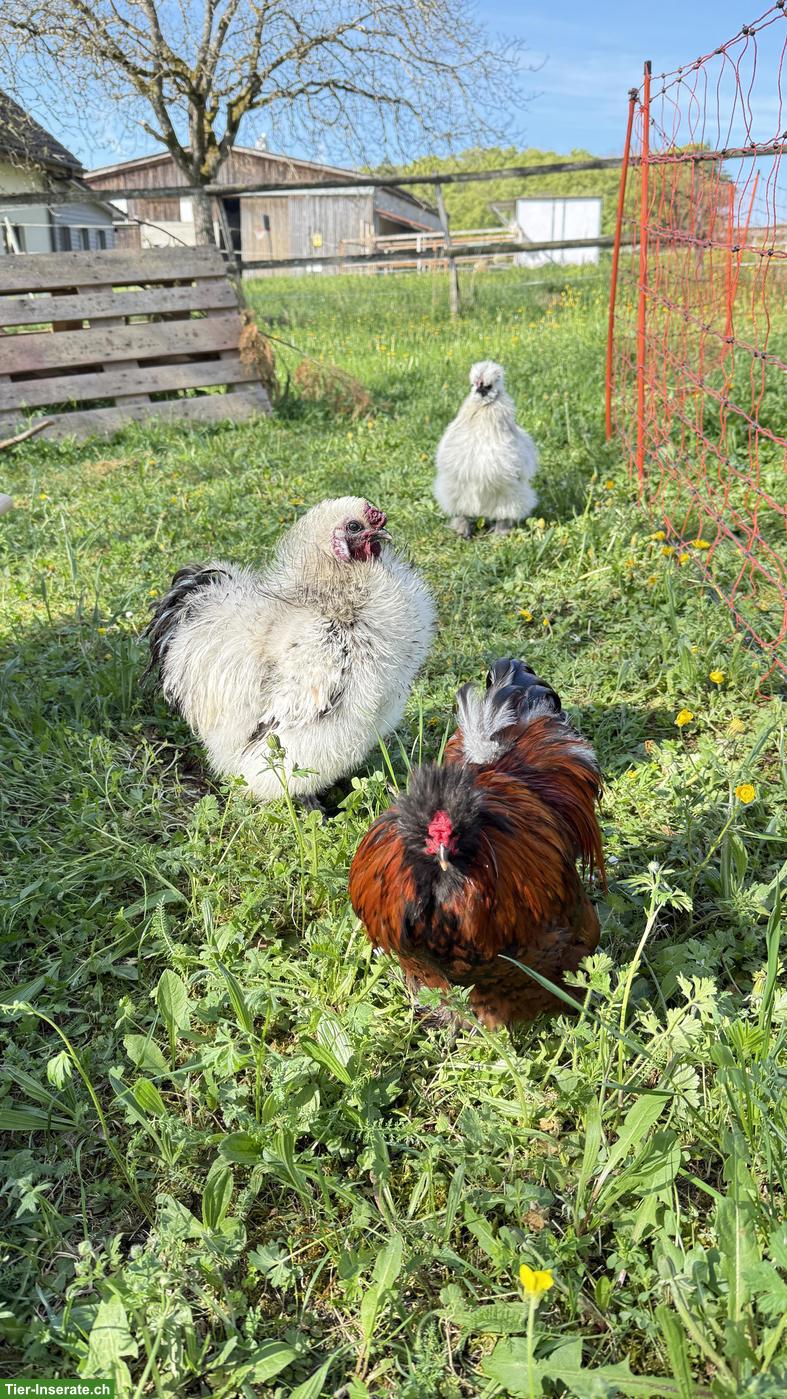 Bild 10: Seidenhähne suchen Hühnerschar