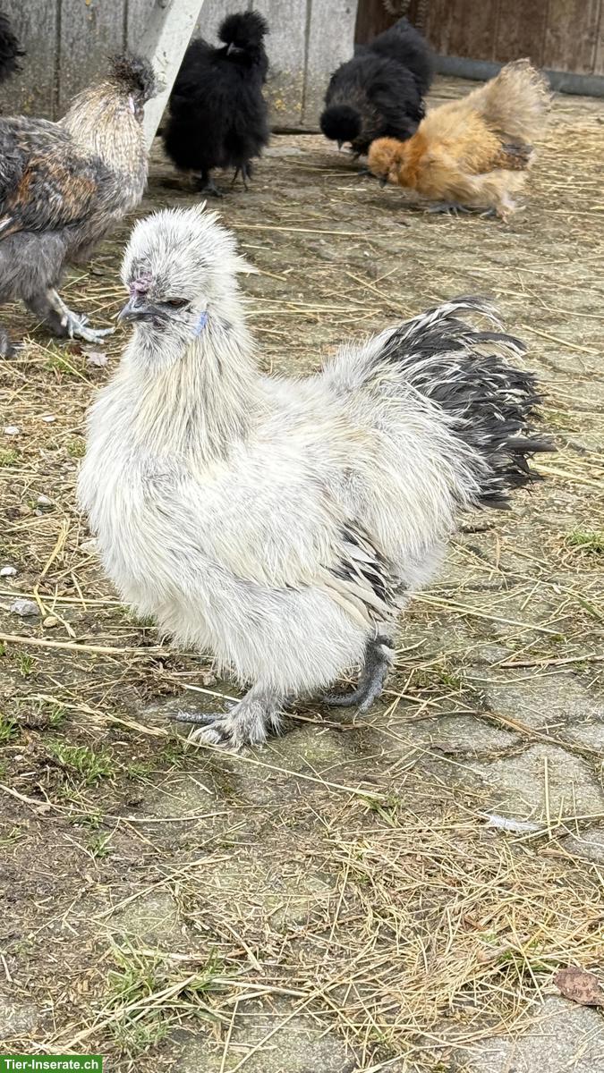 Bild 2: Zwergseidenhähne suchen Hühnerschar