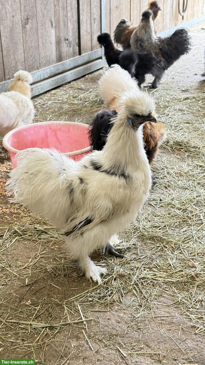 Bild 3: Zwergseidenhähne suchen Hühnerschar