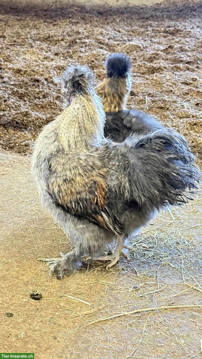 Bild 5: Zwergseidenhähne suchen Hühnerschar