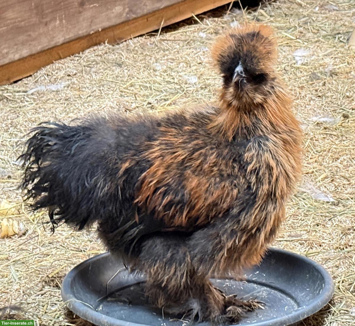 Bild 6: Zwergseidenhähne suchen Hühnerschar