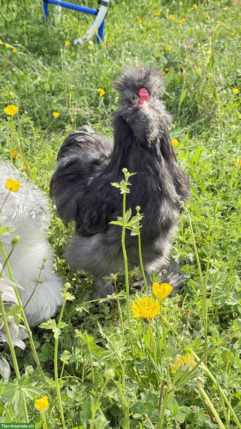 Bild 9: Seidenhähne suchen Hühnerschar