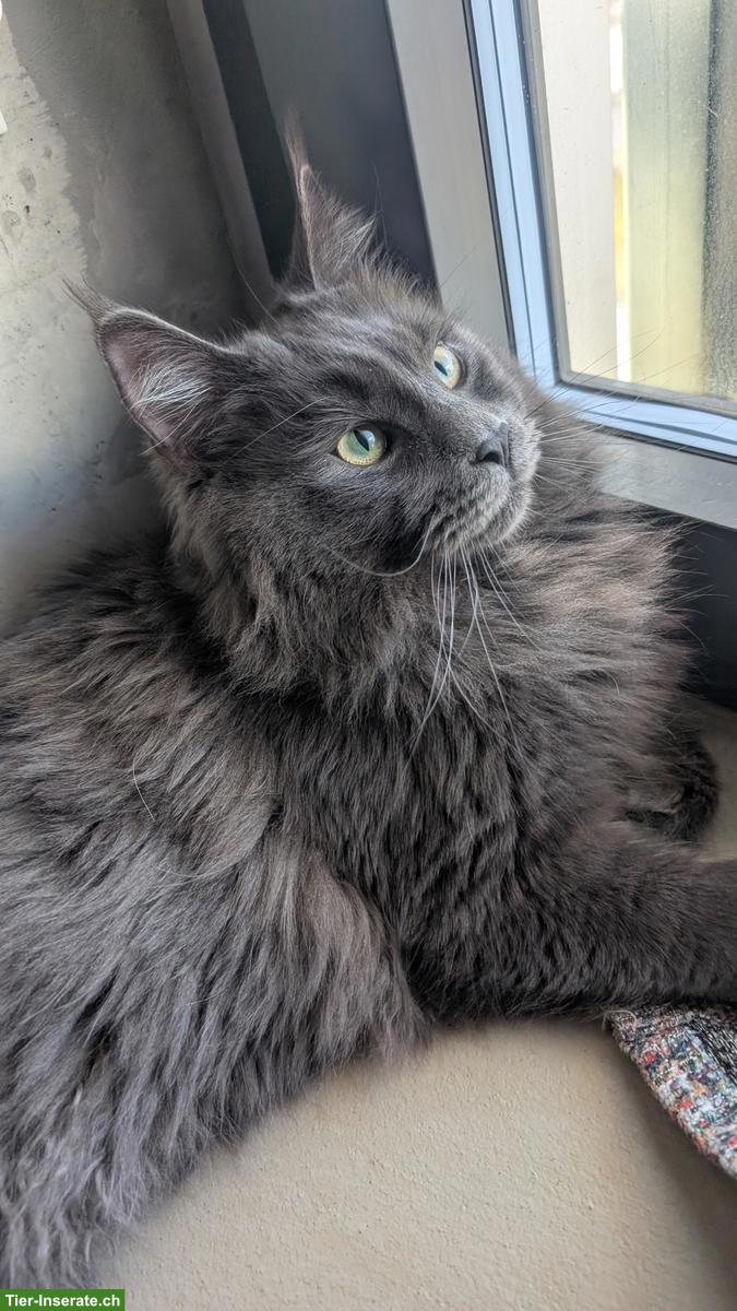 1-jähriger Maine Coon Kater - solid blue - kastriert