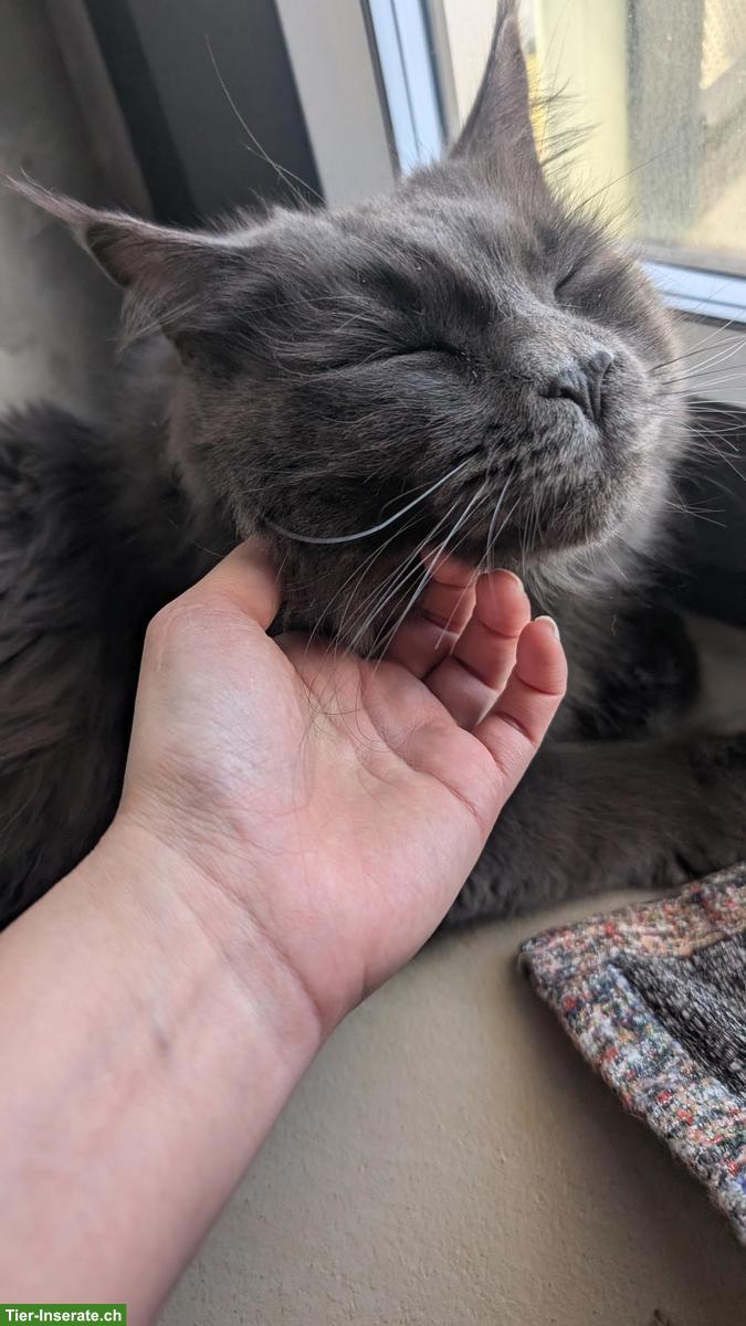 Bild 2: 1-jähriger Maine Coon Kater - solid blue - kastriert