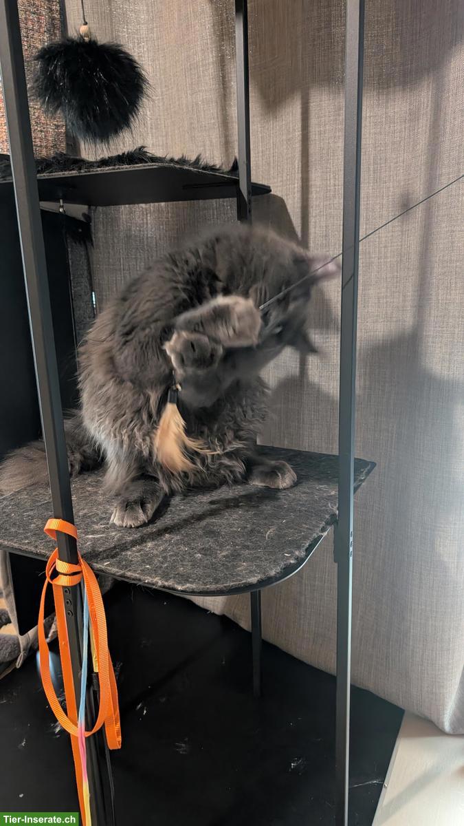 Bild 3: 1-jähriger Maine Coon Kater - solid blue - kastriert