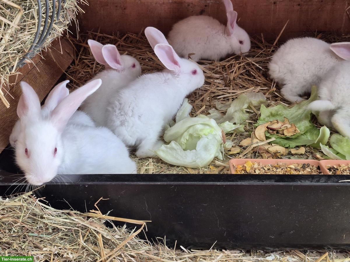 Junge Zika Kaninchen, weiss