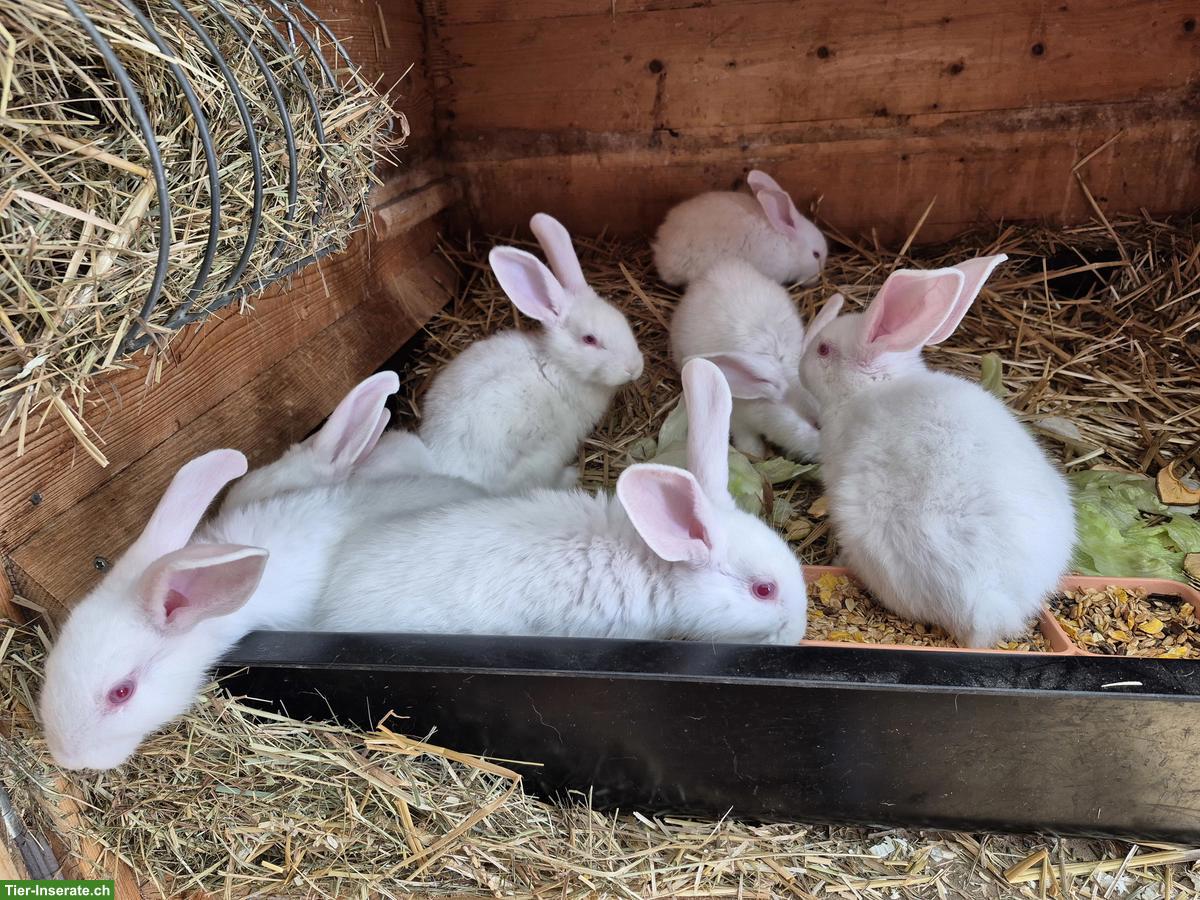 Bild 2: Junge Zika Kaninchen, weiss