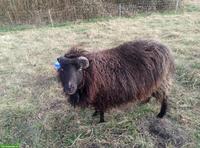 Kastrierter Ouessantschaf-Bock zu verkaufen
