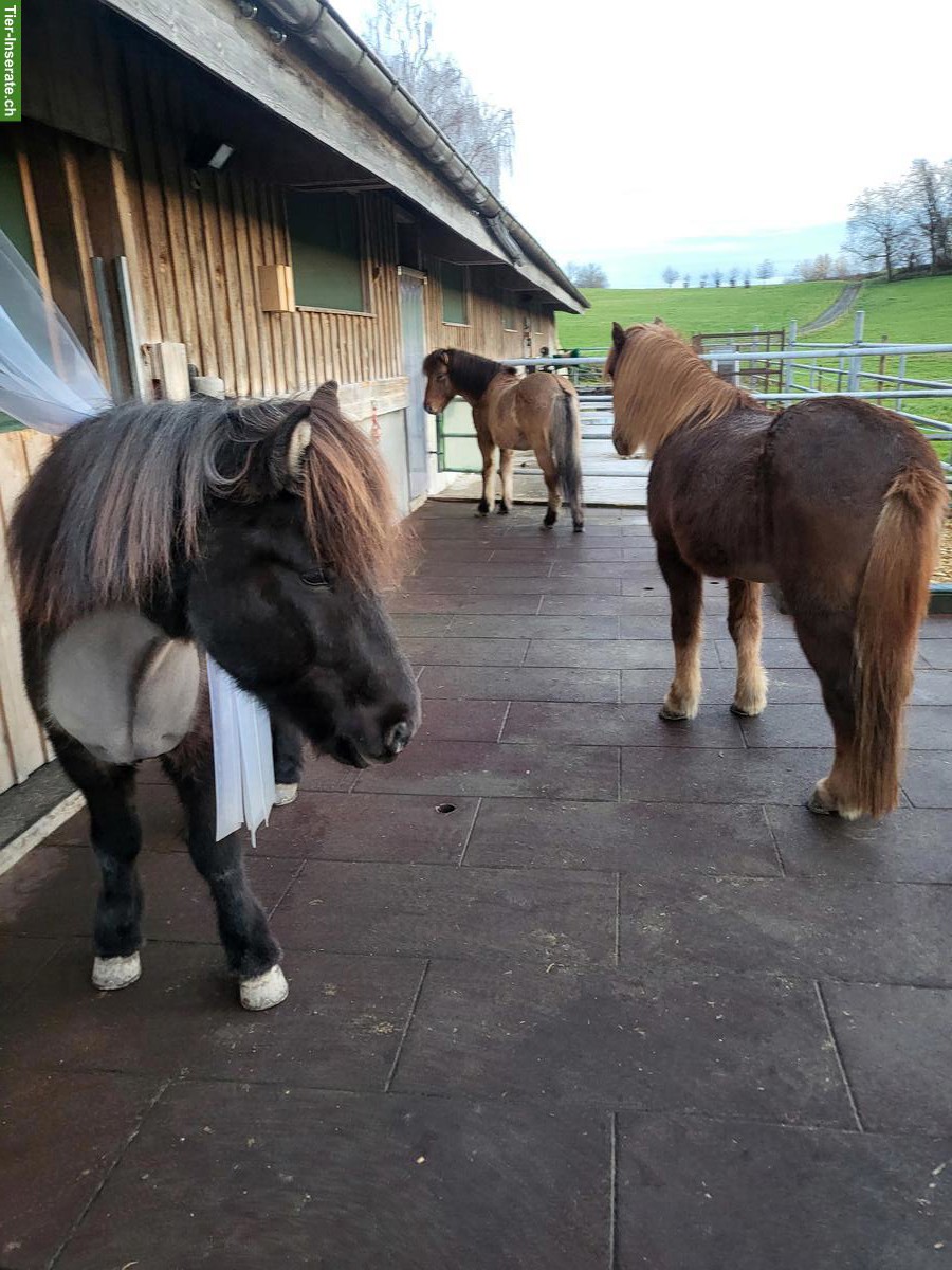 Offenstallplätze frei für 2 Islandpferde Wallache