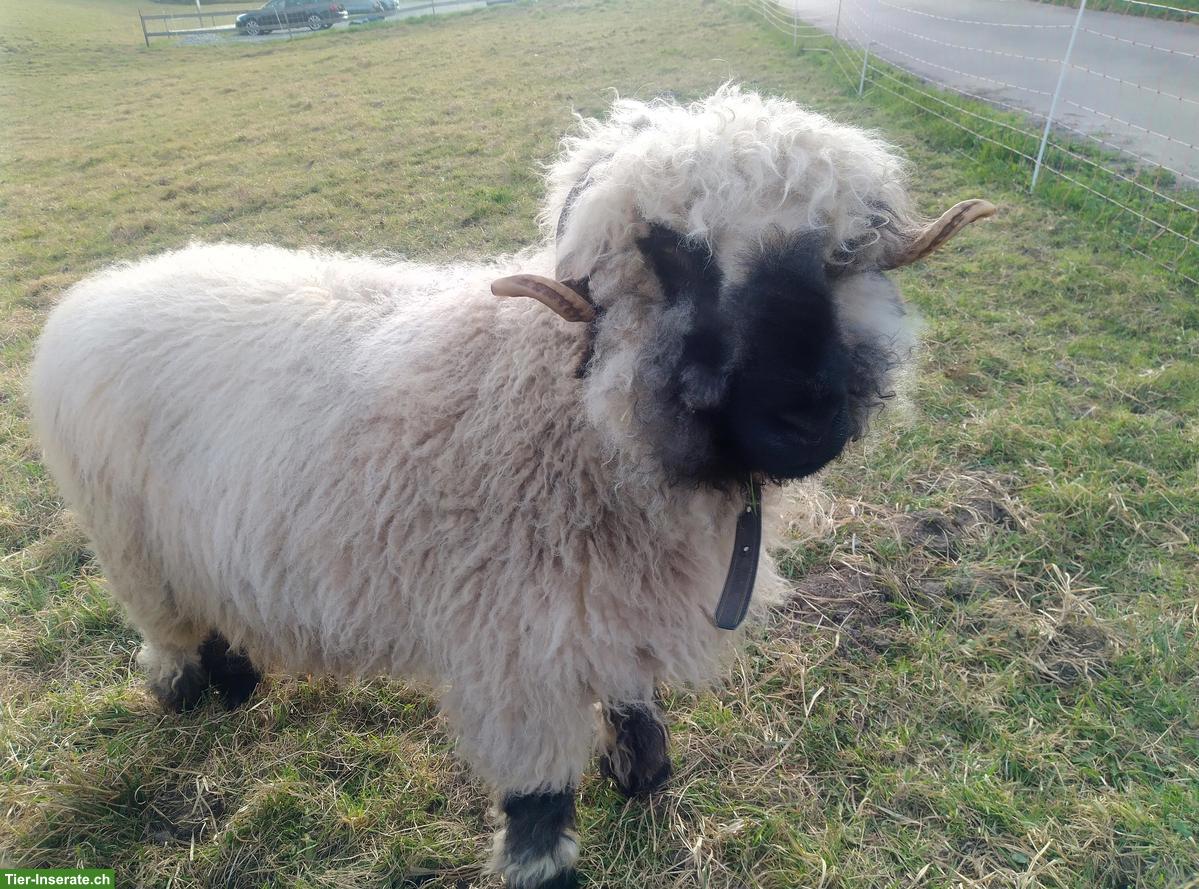 Walliser Schwarznasenschaf-Bock, kastriert, verschmust