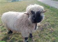 Walliser Schwarznasenschaf-Bock, kastriert, verschmust