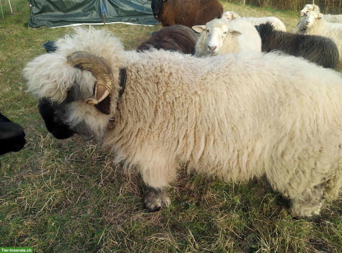 Bild 2: Walliser Schwarznasenschaf-Bock, kastriert, verschmust