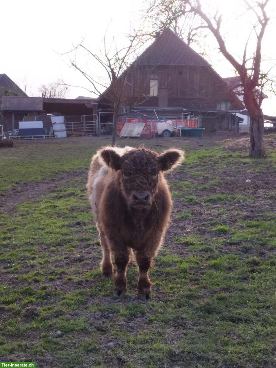 Bild 2: Junger Galloway-Stier