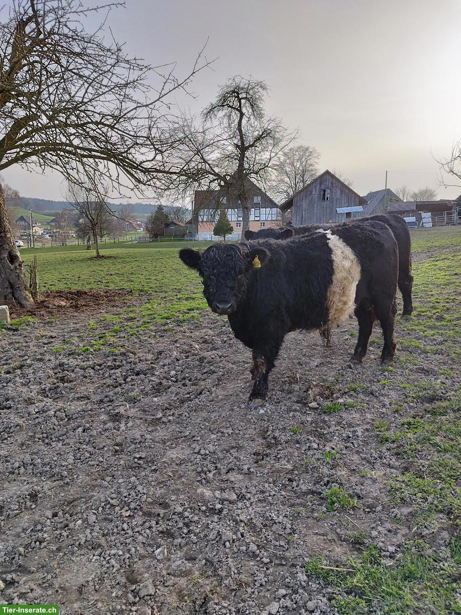 Galloway Stier zu verkaufen