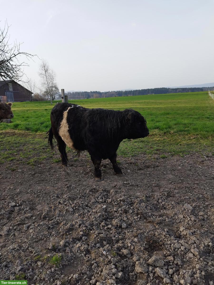 Bild 2: Galloway Stier zu verkaufen