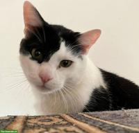 Schwarz-weiss Kater sucht Platz mit Auslauf ohne Kleinkinder