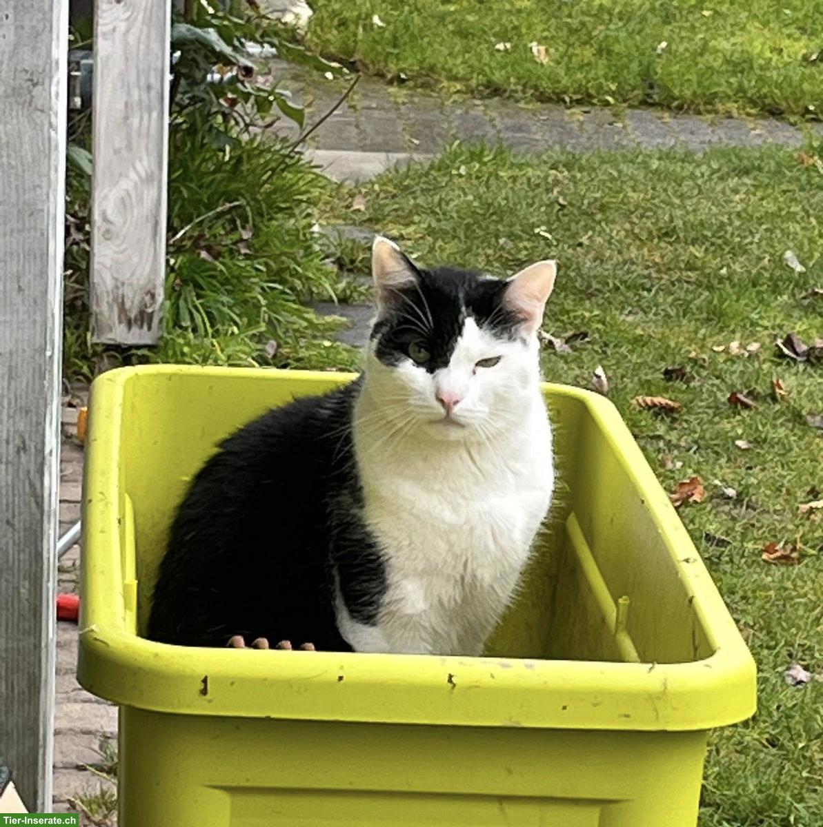 Bild 2: Schwarz-weiss Kater sucht Platz mit Auslauf ohne Kleinkinder