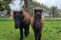 Junge Mini-Shetlandpony Stuten, Smokey Black