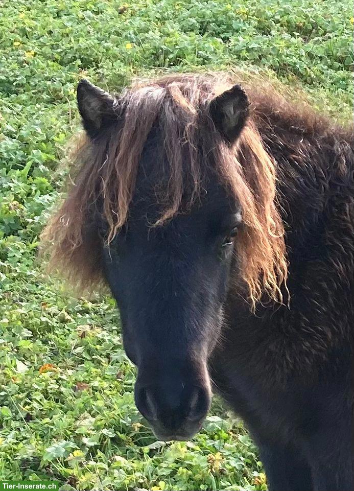 Bild 2: Junge Mini-Shetlandpony Stuten, Smokey Black