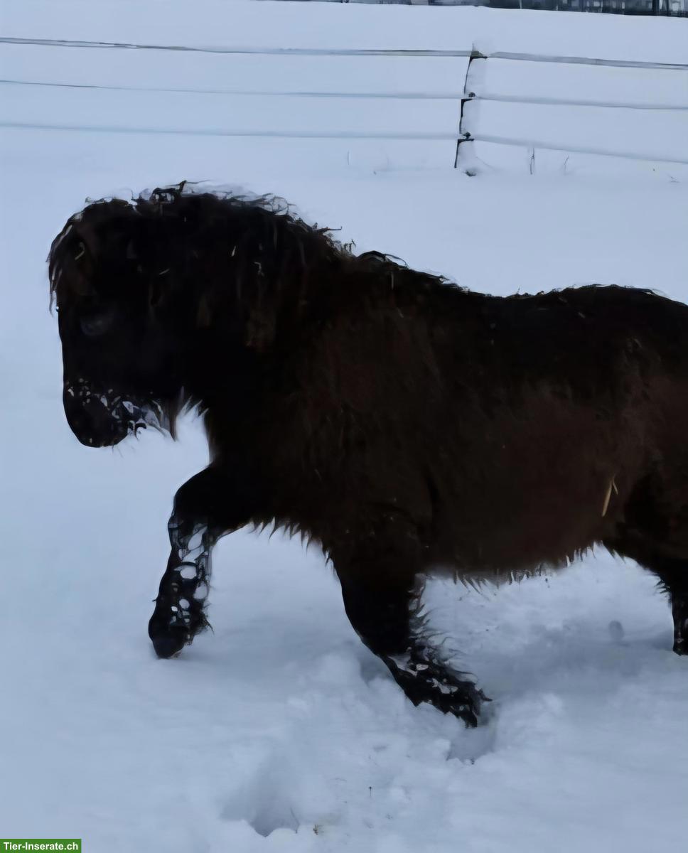 Bild 3: Junge Mini-Shetlandpony Stuten, Smokey Black
