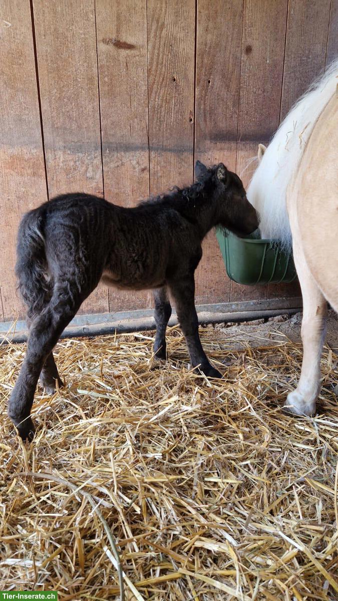 Bild 5: Junge Mini-Shetlandpony Stuten, Smokey Black