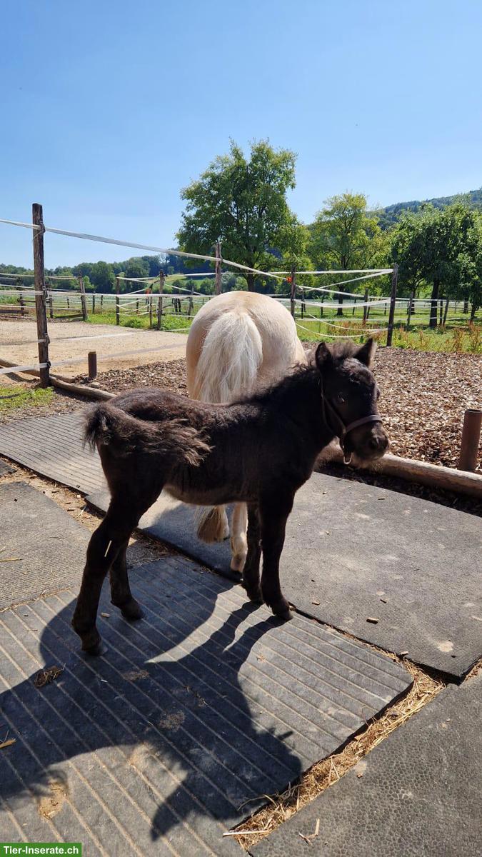 Bild 6: Junge Mini-Shetlandpony Stuten, Smokey Black