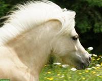 Traumhafte Mini Shetlandpony Stute