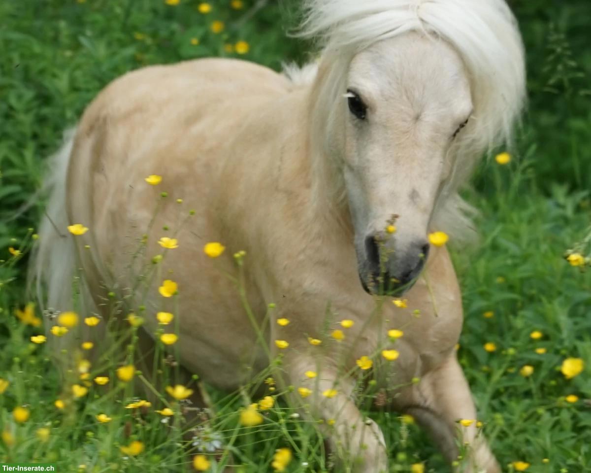 Bild 2: Traumhafte Mini Shetlandpony Stute