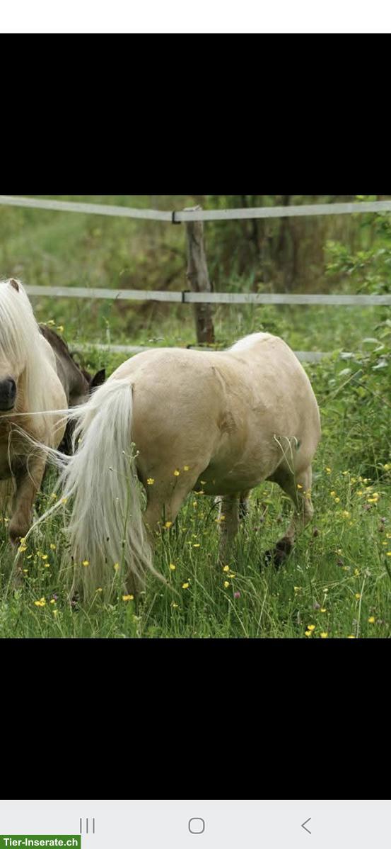 Bild 3: Traumhafte Mini Shetlandpony Stute