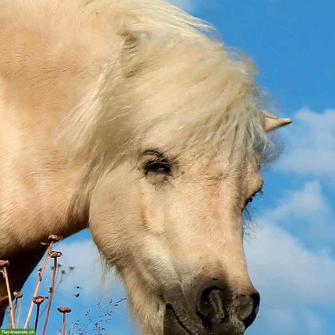 Bild 4: Traumhafte Mini Shetlandpony Stute