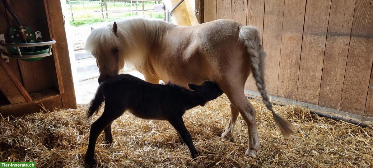 Bild 5: Traumhafte Mini Shetlandpony Stute