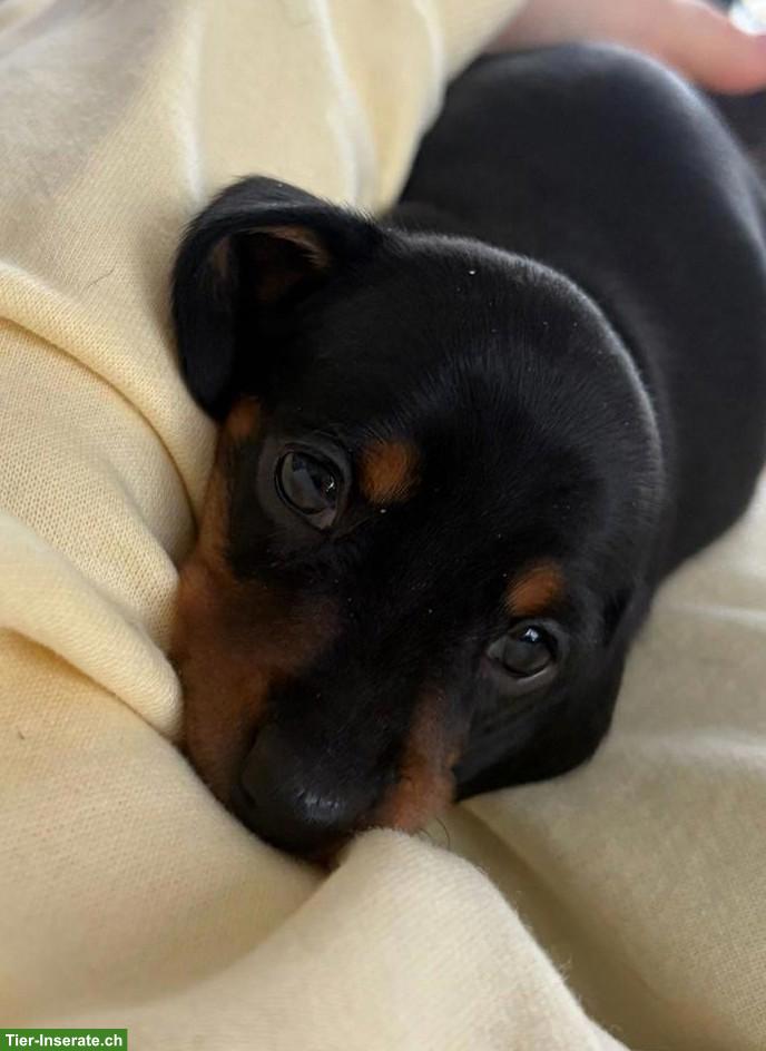 Kurzhaar Zwergdackel Welpe