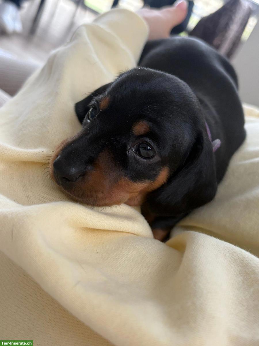 Bild 3: Kurzhaar Zwergdackel Welpe