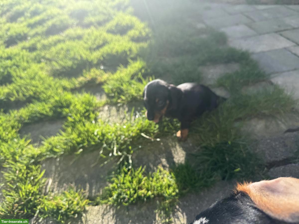 Bild 4: Kurzhaar Zwergdackel Welpe