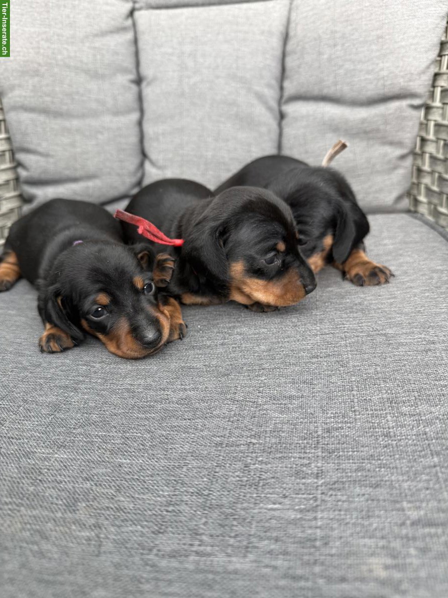 Bild 5: Kurzhaar Zwergdackel Welpe